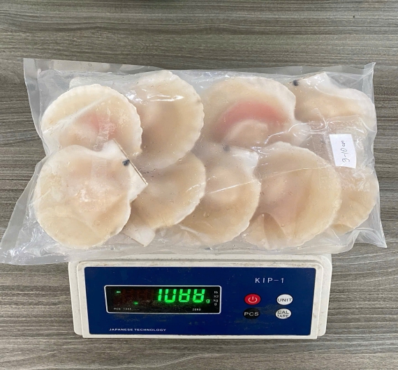 SÒ NỮA MẢNH SIZE  SIZE 08-10 CON/ KG 